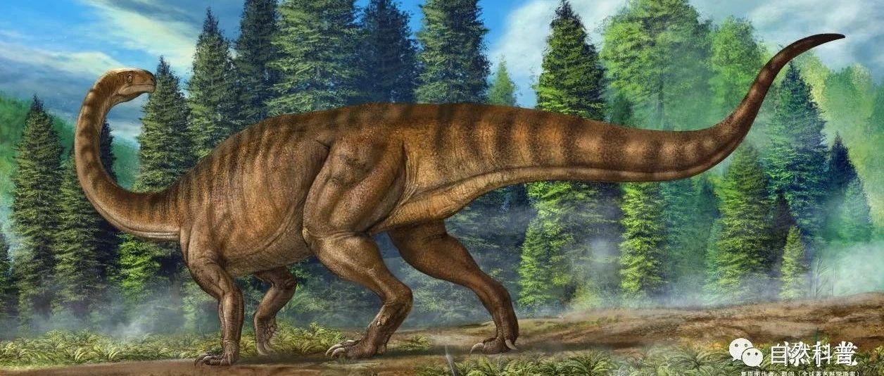镇馆之宝6中国人自己发现的第一个恐龙许氏禄丰龙