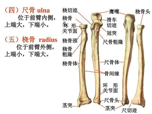 桡骨与尺骨上,下端之间均有关节,桡骨可以环绕尺骨做140°-160°的