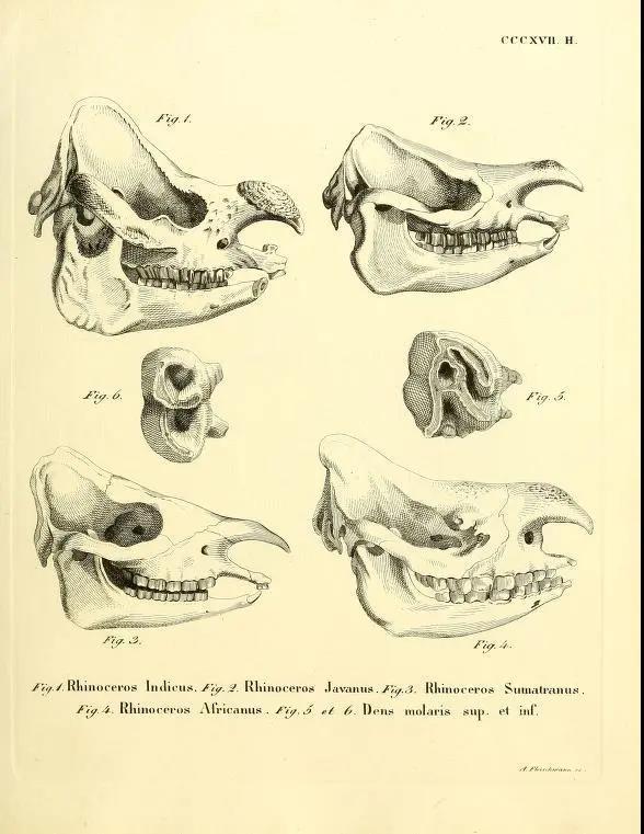 犀牛头骨,左下为苏门答腊犀.