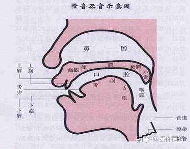发音时,舌面前部巾住或接近前硬腭,q的舌面活动与口形和j相同,在发音