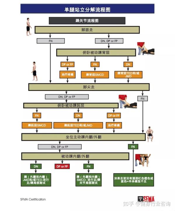 康复治疗师如何运用选择性功能动作评估SFMA流程图 康复治疗师和体能训练师必备技能 知乎