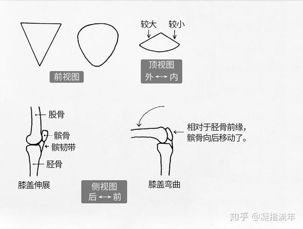 坚持学画:人体结构之骨骼部分——髌骨