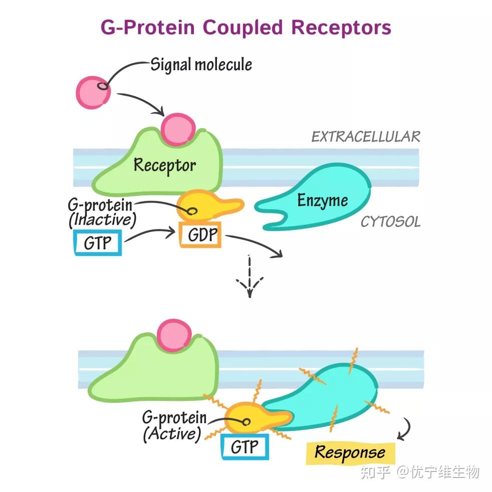 胞外信号首先由g蛋白偶联受体(gpcrs)接受,受体被活化后激活膜内侧异