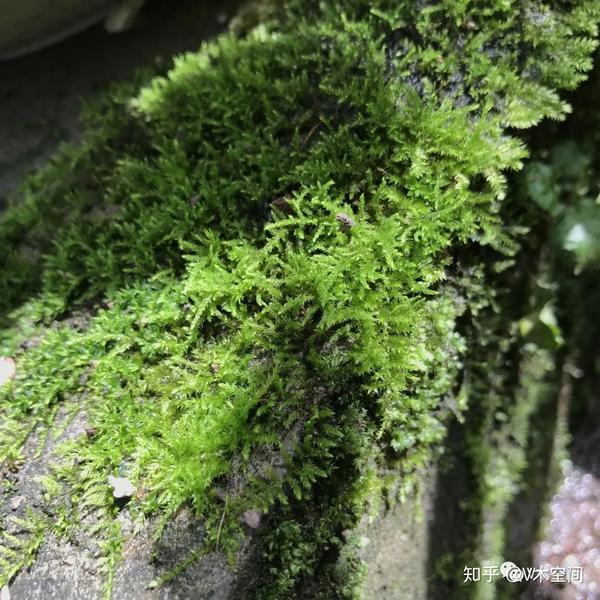 本期给大家介绍的苔藓植物名叫小羽藓,它的叶片细小柔软,羽状