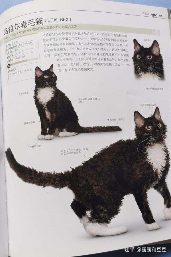 乌拉尔卷毛猫