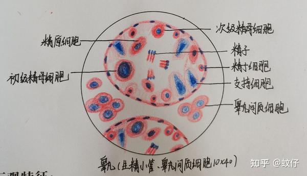 一:骨骼肌 六:胃黏膜(三层) 九:睾丸(生精小管,睾丸间质细胞10*40)