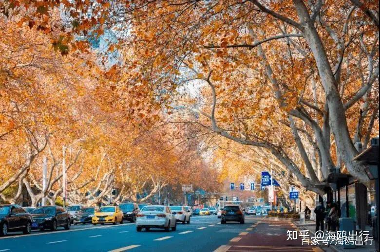 秋天的颐和路,路边的法国梧桐全都变成金黄的颜色,与近百幢风格迥异