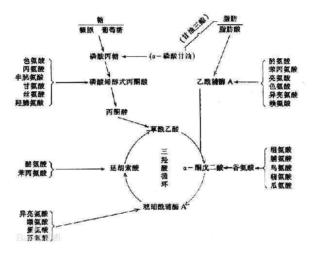 这种 不仅糖酵解产物的逆反应算作糖异生,氨基酸与脂类转化为糖的过程