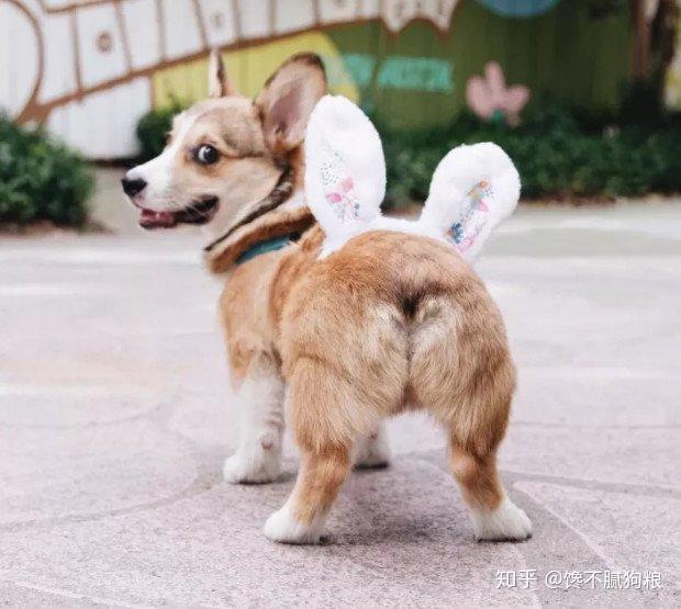 原来这才是柯基