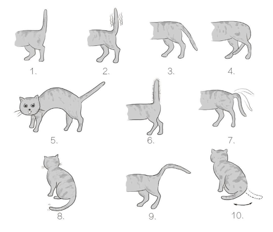 猫奴补习班02——猫咪尾巴动作的含义