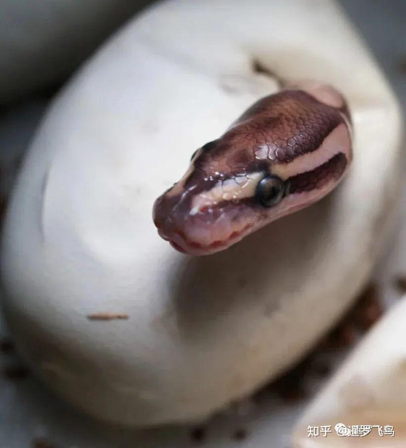 泰国别墅地板下挖出45颗蛇蛋,更惊悚的是,只见9米蛇皮
