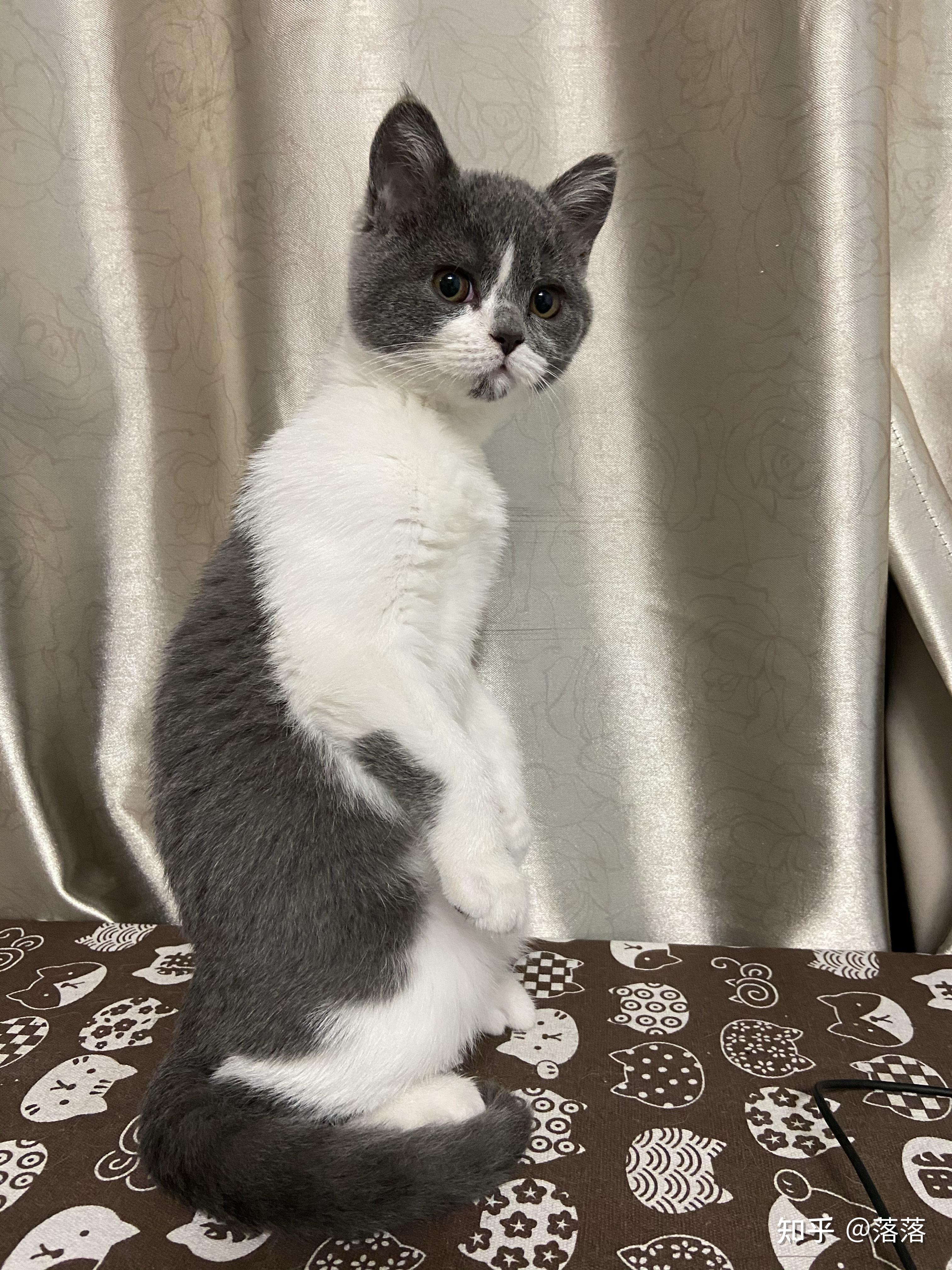你家猫咪会直立吗