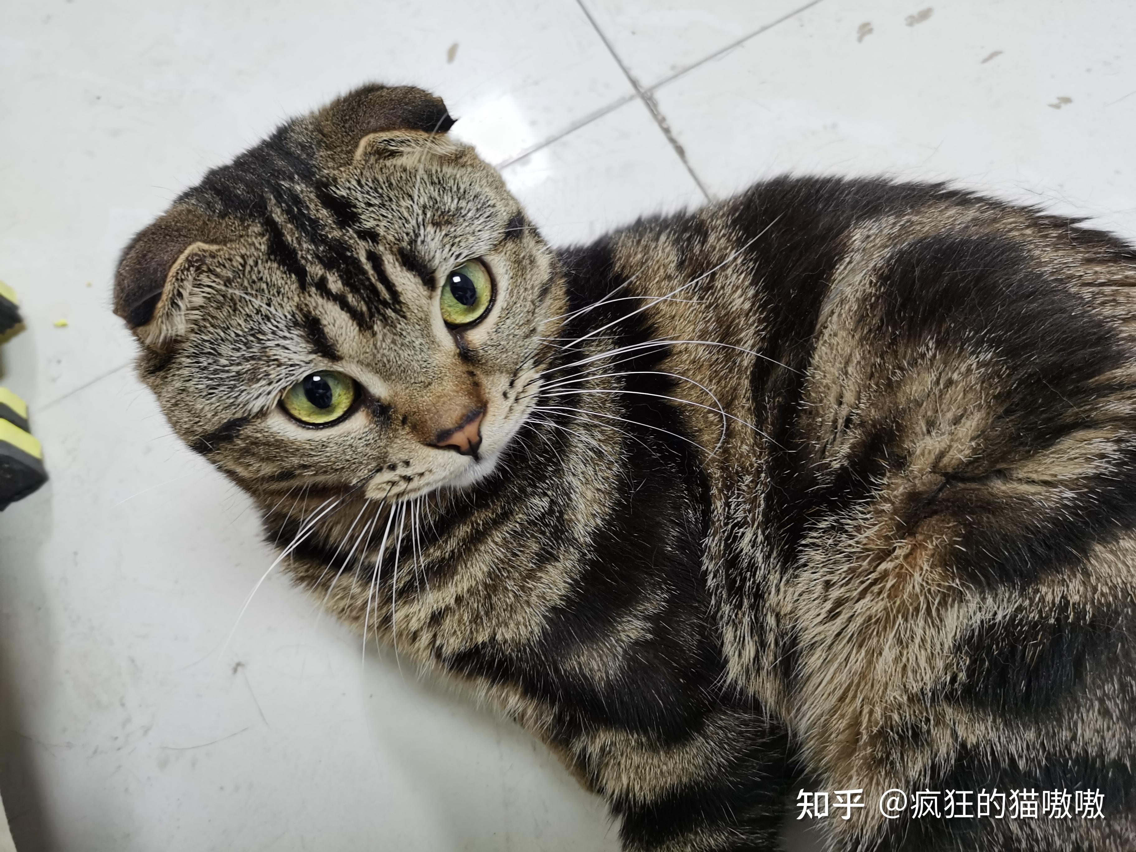 我家的狸花猫是不是折耳猫