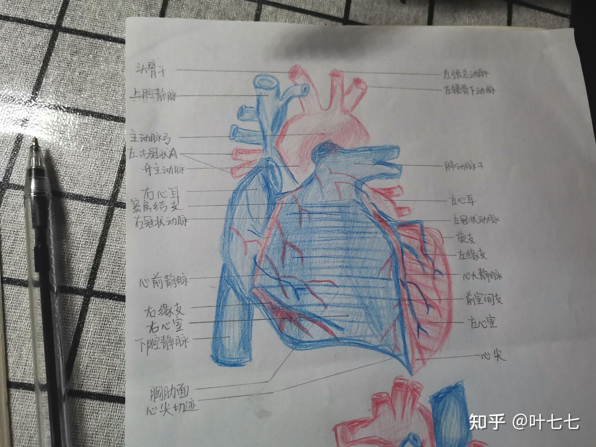 心脏红蓝铅笔图