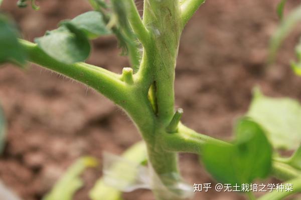 四,钙素缺乏症及调节 (一)钙素缺乏的症状 蔬菜作