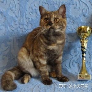 乌克兰edel traum猫舍巧克力玳瑁烟熏色:timona from splendor of the