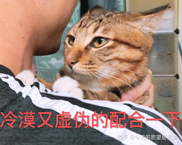 猫咪 戏精=表情包