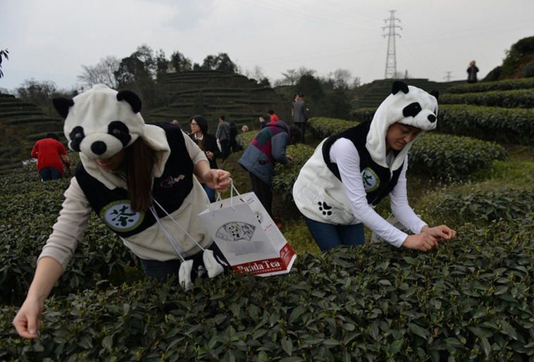 熊猫茶 