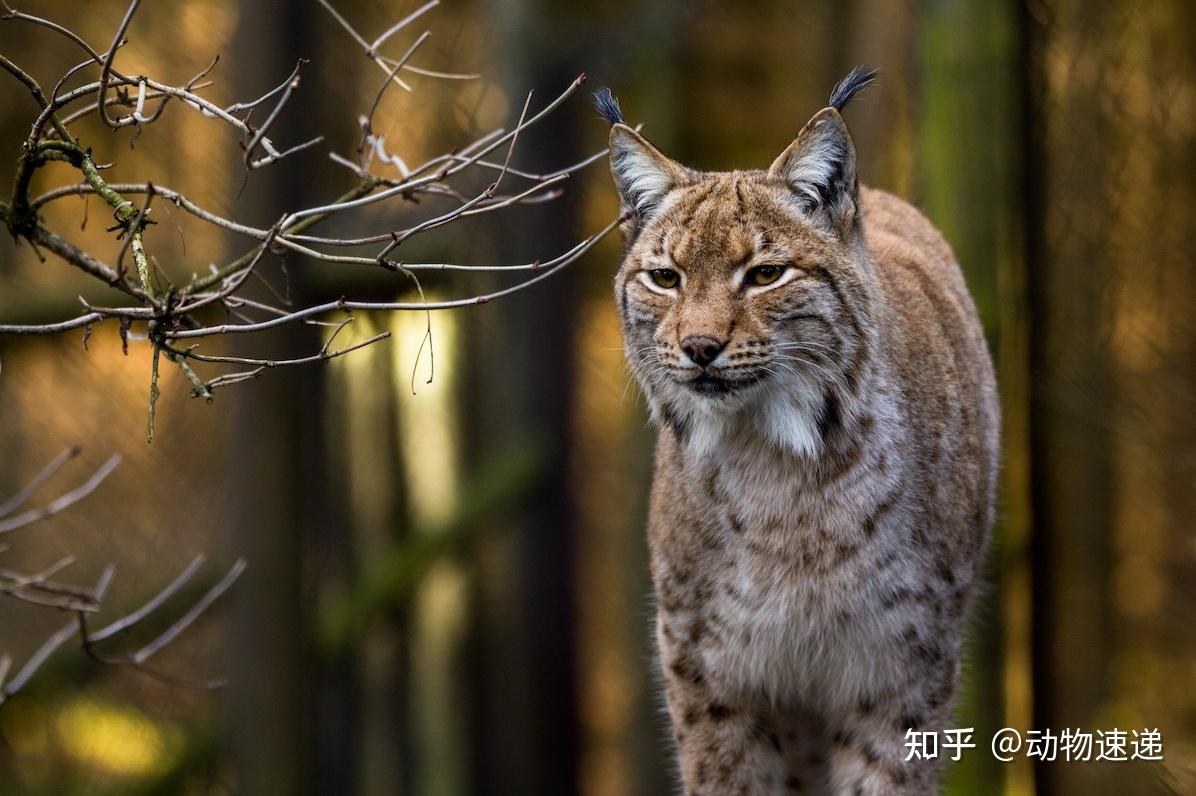 五狼捕熊熊掏狼窝猞猁伏杀狼无虎森林中上演兽王之争