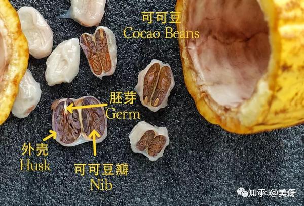 解剖一只可可豆荚