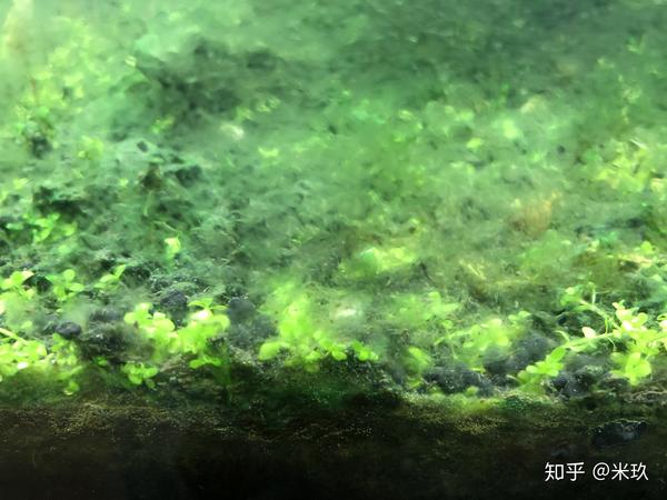 鱼缸里面爆满了藻和青苔