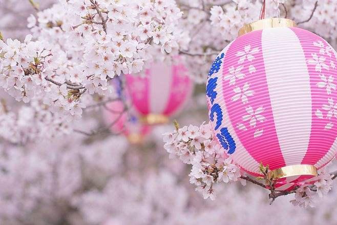 日本樱花节