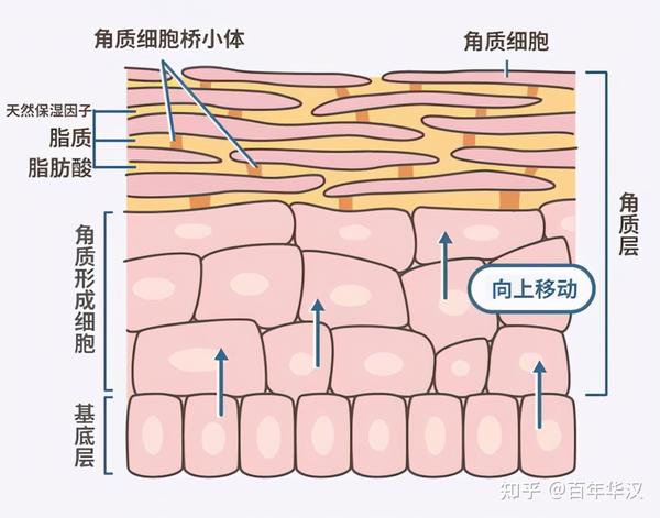 你知道皮肤主要分为几层吗?