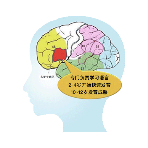 大脑中分管语言功能的区域叫做布罗卡氏区(broca's area,早起输入的