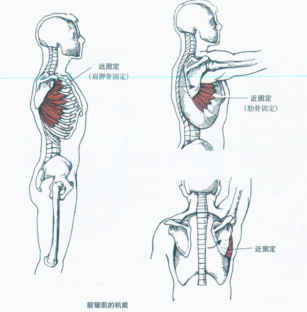 机能: 近固定(肋骨固定):使肩胛骨前伸,上回旋,该肌与斜方肌共同作用