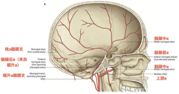脑血管解剖学习笔记第1期脑膜中动脉大体解剖