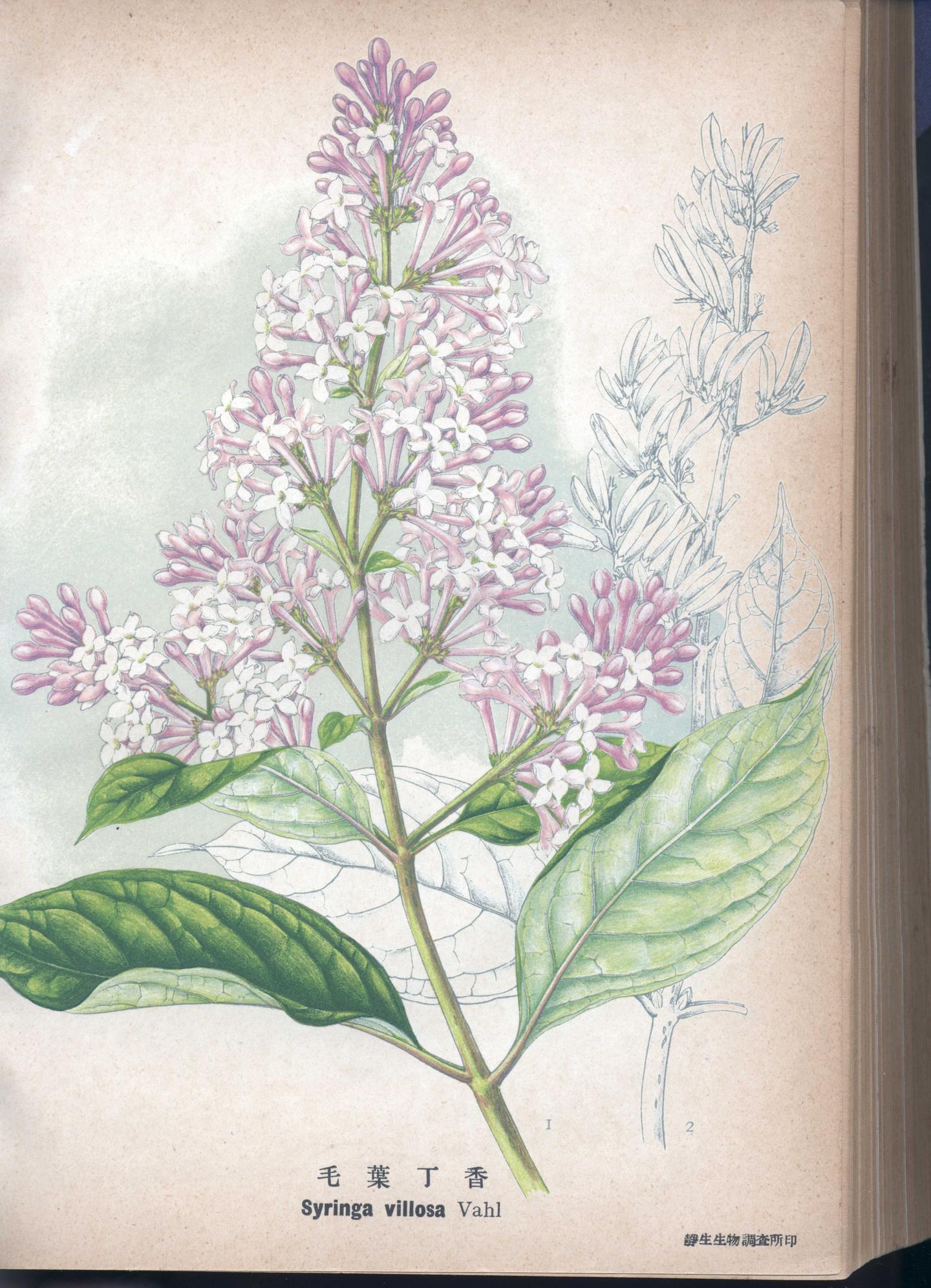 植物科学绘画之花序的绘画方法