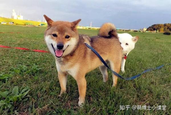 光知道柴犬还不够你知道柴犬还分4个品种么