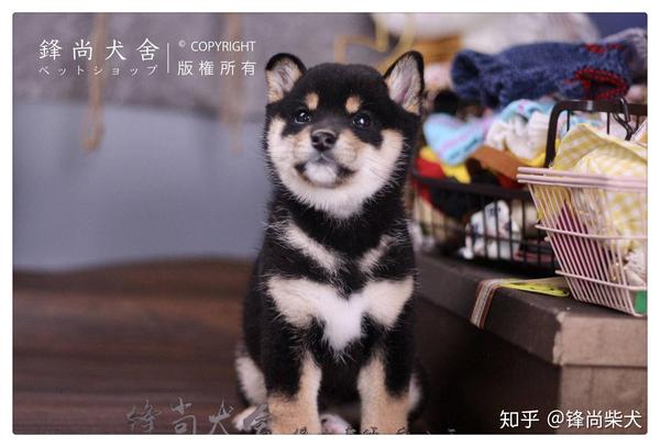 关于柴犬的豆豆眉,养柴犬之前要了解!