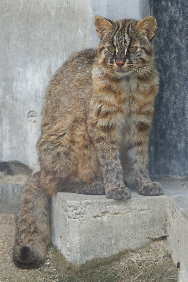 山新:长毛豹猫