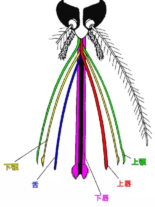 嗡嗡嗡又是烦人的蚊子