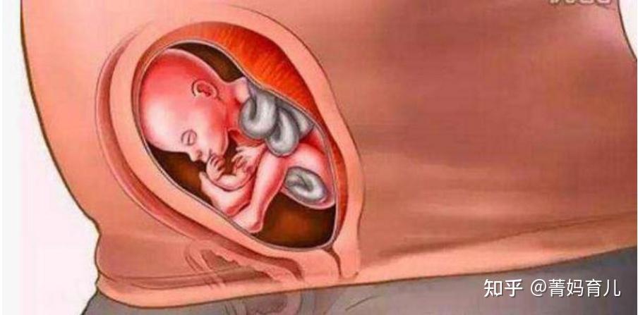 第8张图:受精后29周到32周第29周:子宫增大明显妈妈行动开始不变.