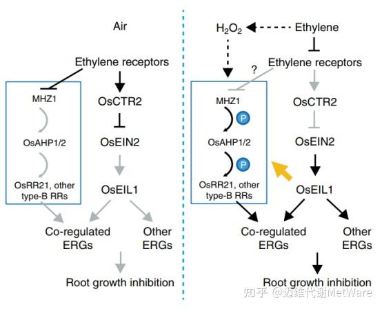 植物激素专题乙烯的合成信号转导功能及文章分享
