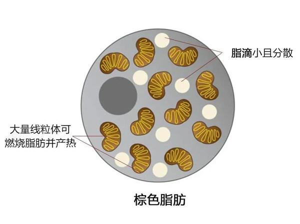 白色脂肪将饮食中消耗不了的糖类,脂肪类转化为甘油三酯储存起来,脂肪