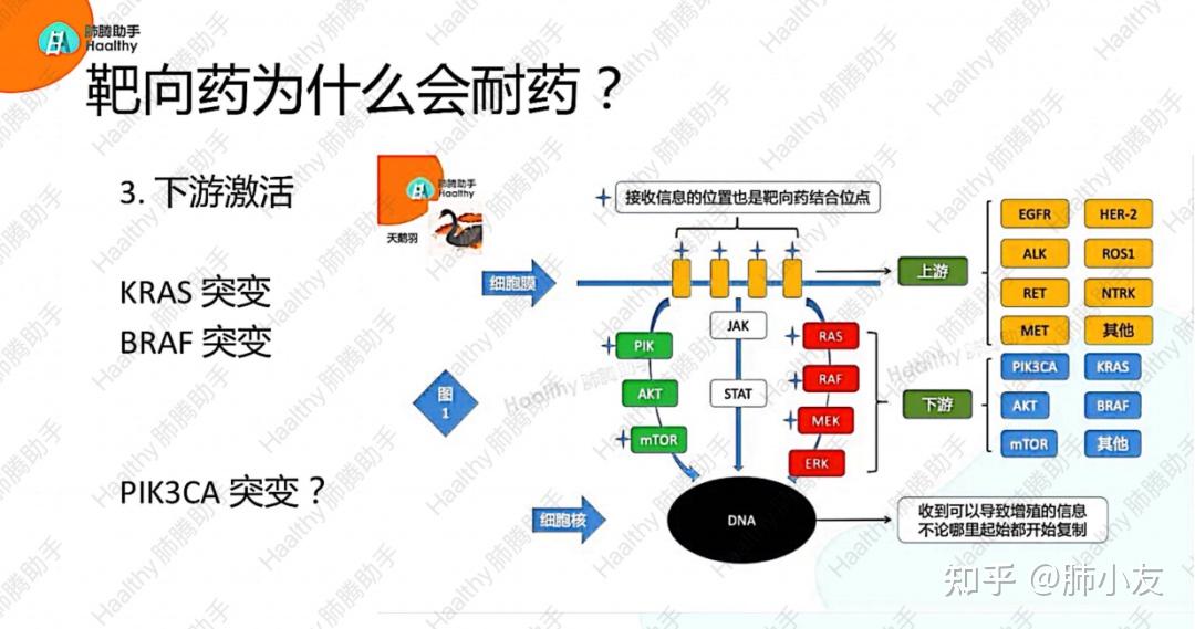 egfr靶向治疗耐药后的策略