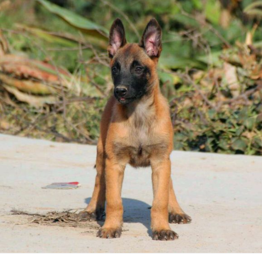 纯种马犬价格多少钱一只马犬大概多少钱一只