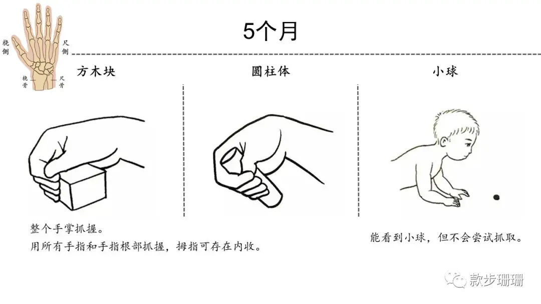 由尺侧抓握向全手掌抓握,再向桡侧抓握发育.