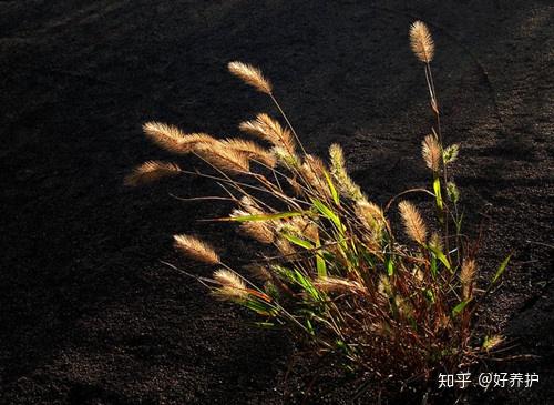 挠同伴的脖子,痒痒的,抑或是拿回家做个绿色的书签……   狗尾巴草的