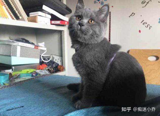 英短颜色这么多为何蓝色最多人养原来真相是这样的