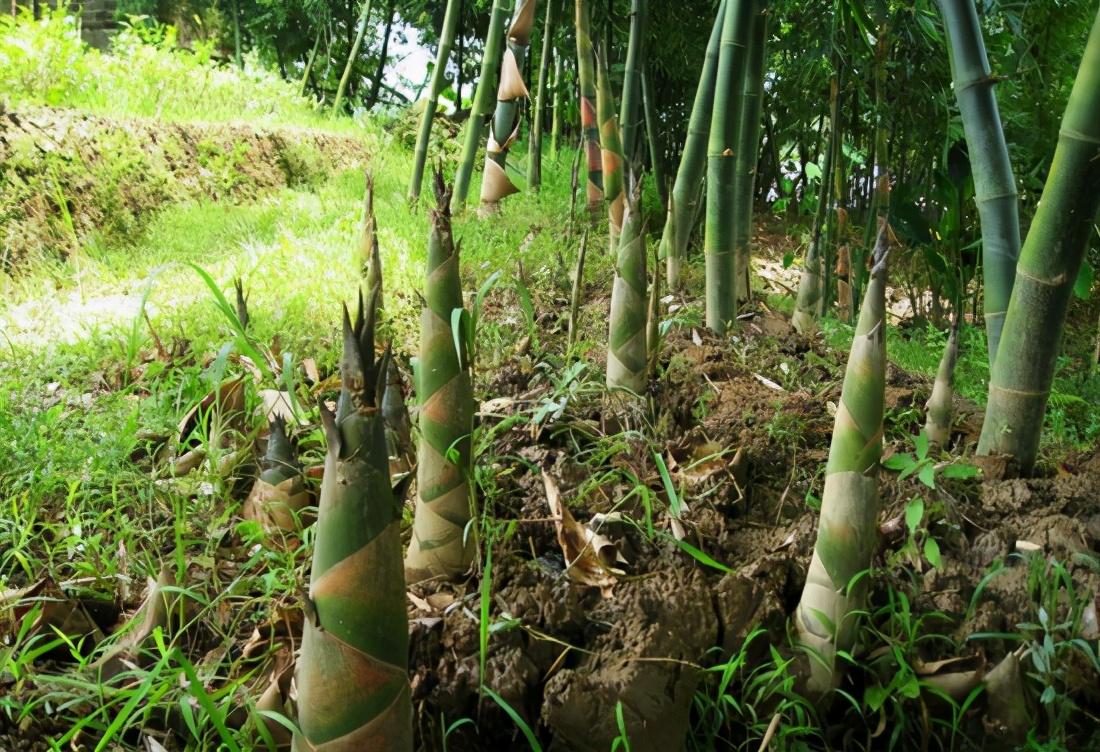 竹子开花真的这么邪吗四国竹子同时开花熊猫饿死老鼠成灾