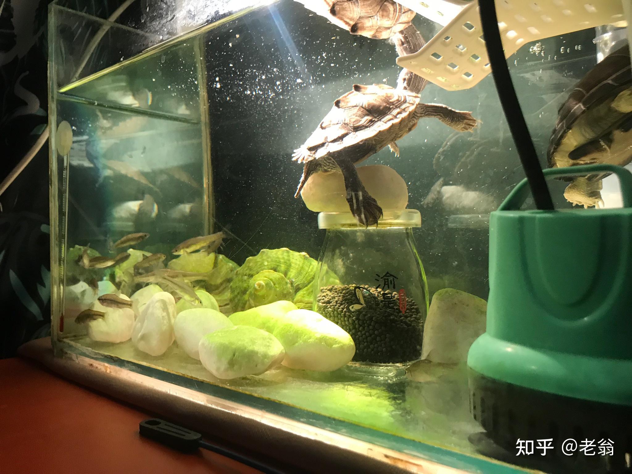我可以拜一个养地图龟的师父吗