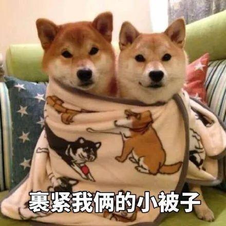 表情包 | 柴犬狗狗系列