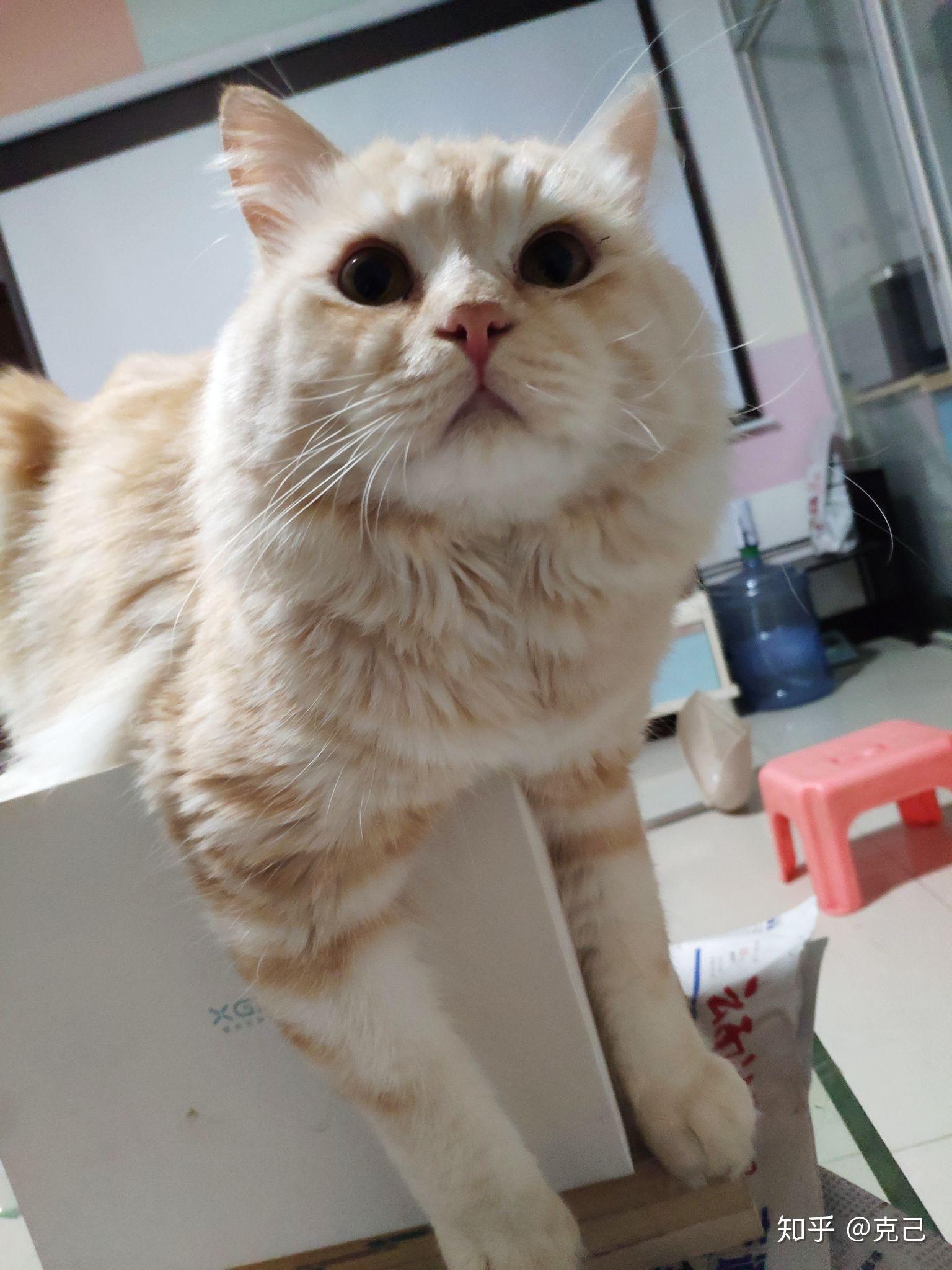 卖家说这是布偶和橘猫的串,想问下这是串还是就是橘猫啊 知乎