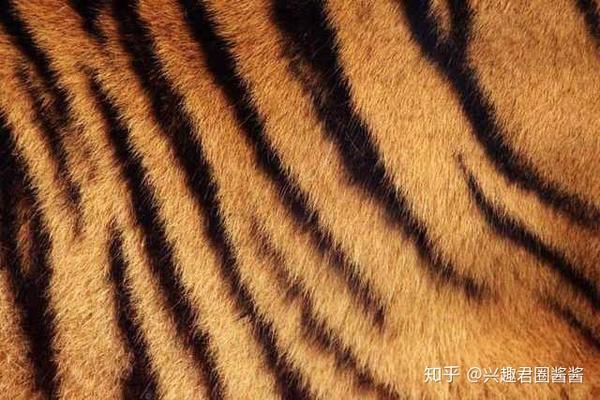 5,震惊猫科:老虎剃毛之后皮肤上的花纹不会消失
