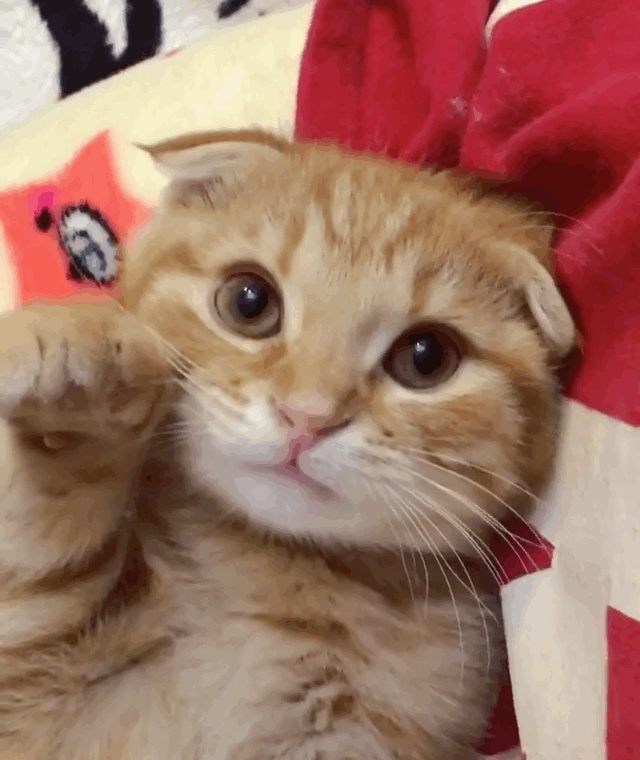 猫打架时喜欢用手扇对方,真的有用吗?