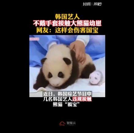 韩女团blackpink不戴手套摸熊猫幼崽中国大熊猫研究中心正调查处理